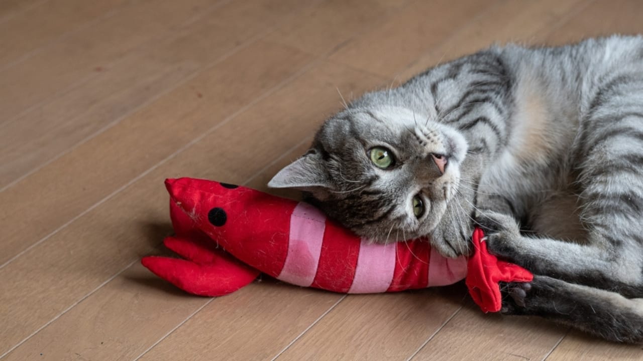 18 Ways to Help Your Senior Cat Thrive in Their Golden Years 10 18 Ways to Help Your Senior Cat Thrive in Their Golden Years - Cute cat playing with stuffed toy ss2470435063