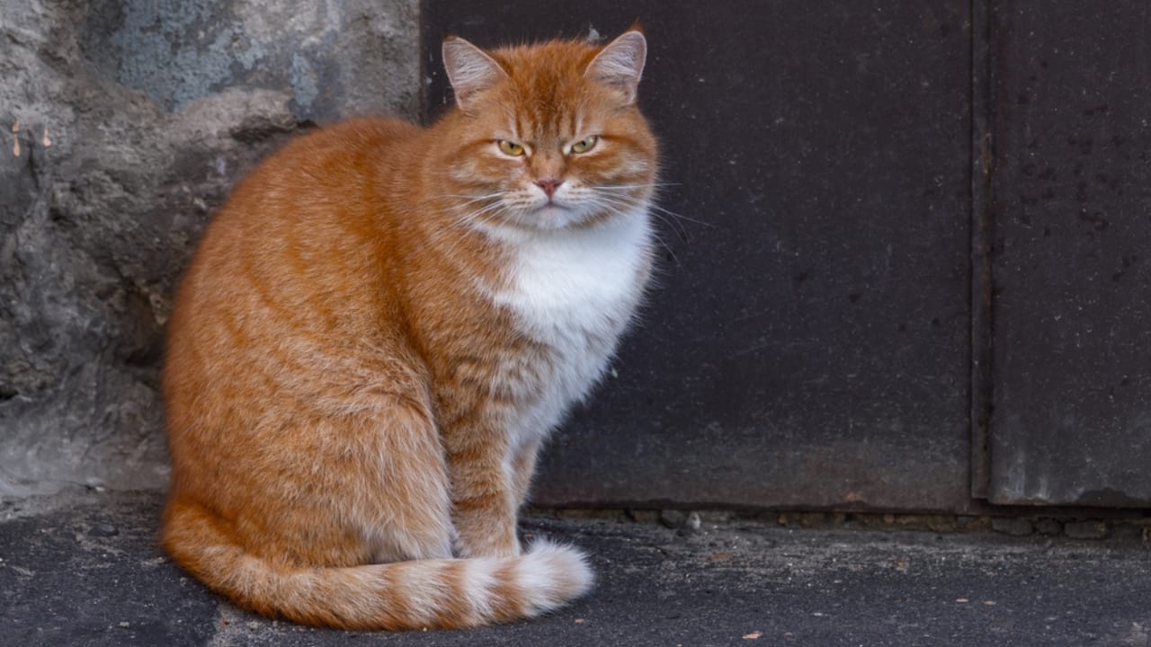 11 Adorable Cat Breeds with Bobbed & Stubby Tails - Cymric cat ss719307229