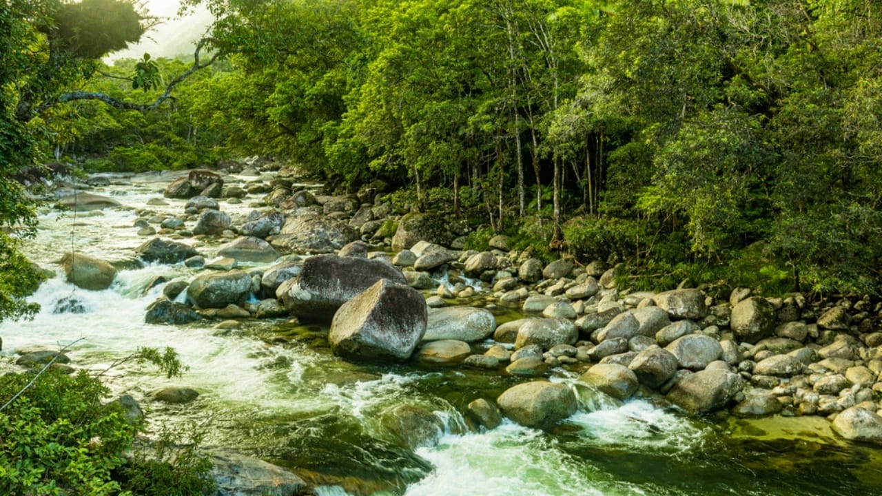 14 Ancient Forests That Were Here Long Before Homo sapiens 2 14 Ancient Forests That Were Here Long Before Homo sapiens - Daintree Rainforest Australia dp360665506