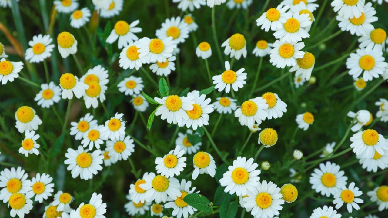 15 Perennials You Should Avoid Cutting in the Fall 7 15 Perennials You Should Avoid Cutting in the Fall - Daisy dp275117750