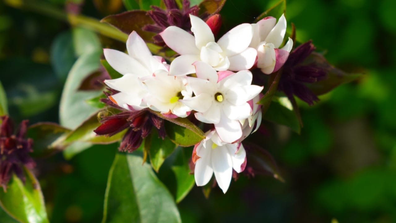 15 Fragrant Blooms That Will Transform Your Garden’s Scent 13 15 Fragrant Blooms That Will Transform Your Garden’s Scent - Daphne dp364822492