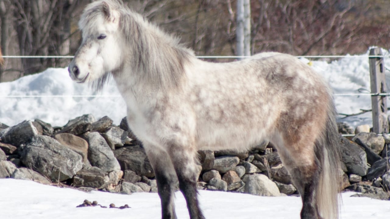 A Closer Look at Horse Colors: From Uncommon Shades to Everyday Favorites - Dapple Gray horse wc