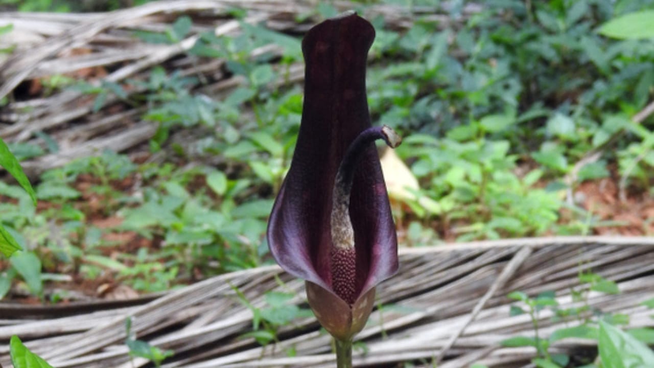 15 Beautiful but Smelly Plants That Could Be Stinking Up Your Yard 14 15 Beautiful but Smelly Plants That Could Be Stinking Up Your Yard - Dead horse arum ss1143566972