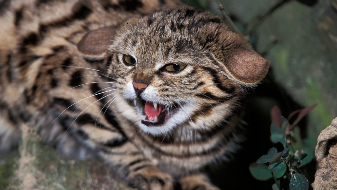 Deadlier than Lions: Meet the Pocket-Sized Cat with a 60% Kill Rate 4 Deadlier than Lions: Meet the Pocket-Sized Cat with a 60% Kill Rate - Defensive posture black footed cat dp350781028