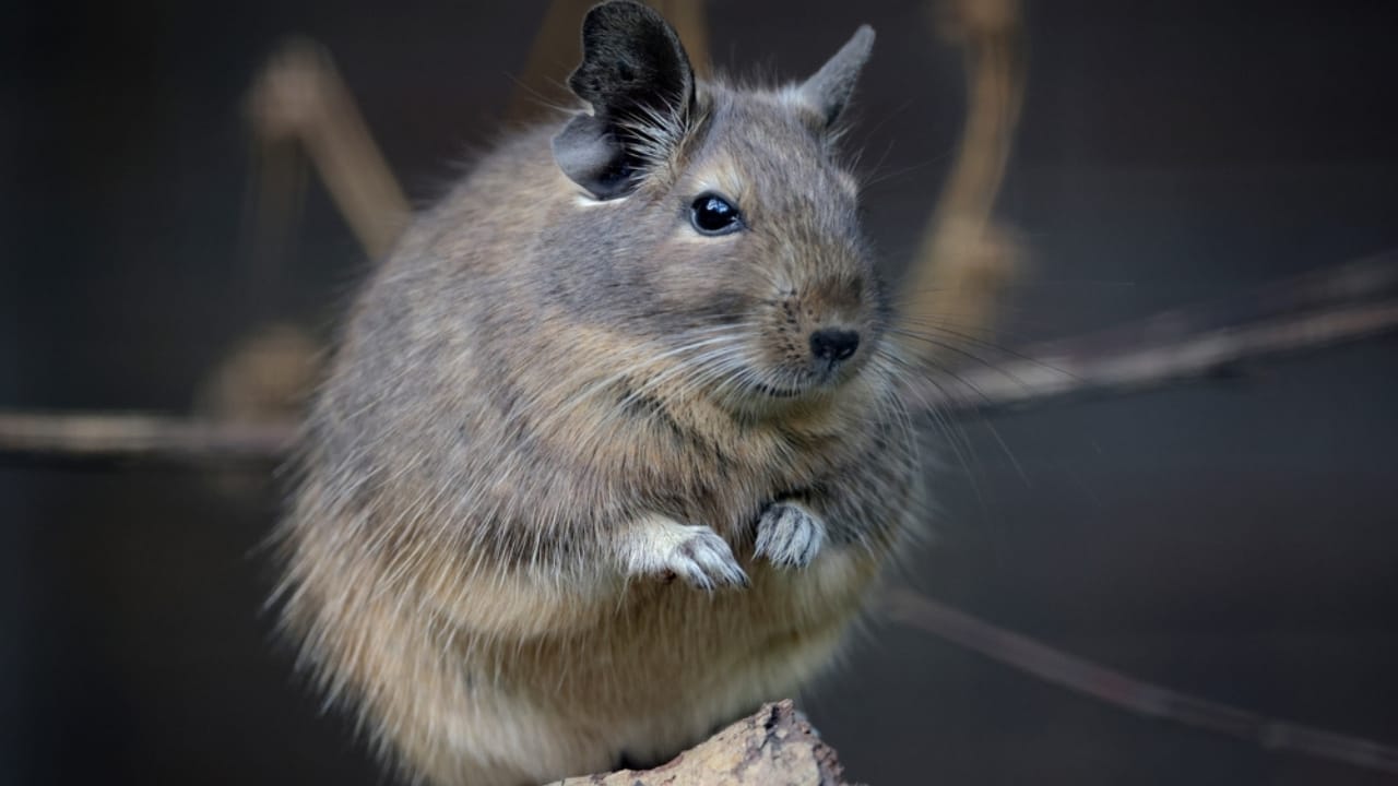 The 15 Best Exotic Pets You Can Have at Home 15 The 15 Best Exotic Pets You Can Have at Home - Degus ss2429985747