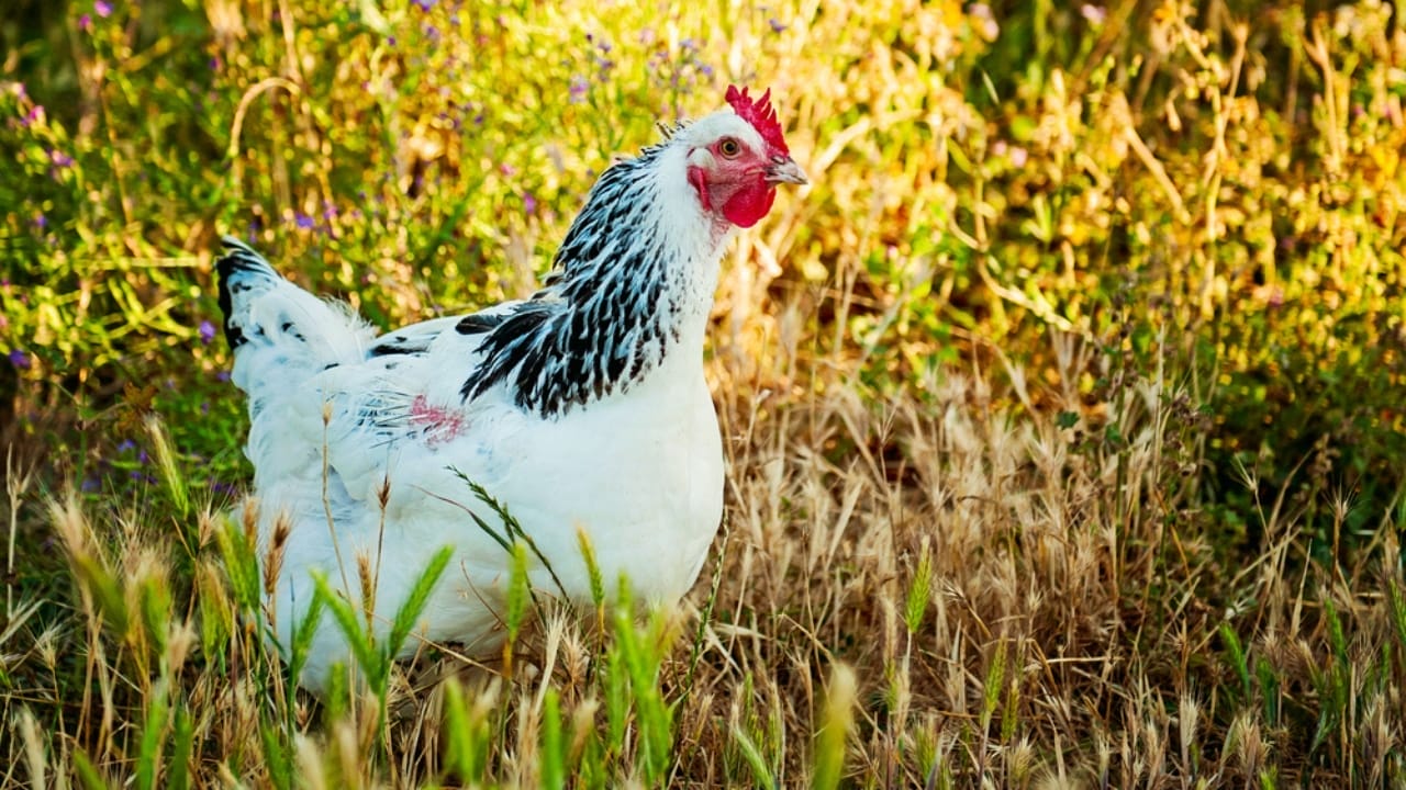 10 Beginner-Friendly Chicken Breeds for New Poultry Owners 10 10 Beginner-Friendly Chicken Breeds for New Poultry Owners - Delaware chicken ss141992773