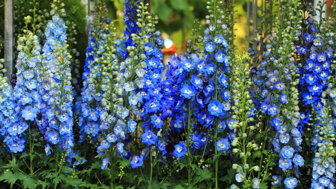 15 Gorgeous Flowers to Brighten and Beautify Your Garden 10 15 Gorgeous Flowers to Brighten and Beautify Your Garden - Delphiniums dp78213940