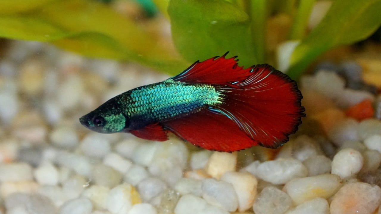 15 Beautiful Guppy Varieties to Brighten Your Aquarium 3 15 Beautiful Guppy Varieties to Brighten Your Aquarium - Delta tail dp380418216