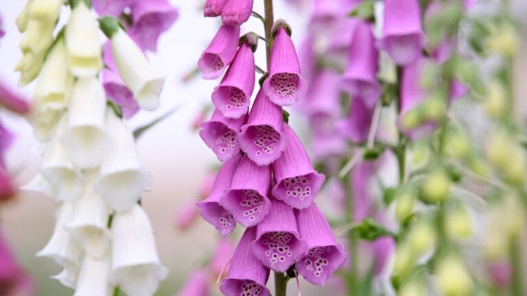 15 Hardy Self-Seeding Perennials to Crowd Out Weeds - Digitalis purpurea Common foxglove ss2459745205
