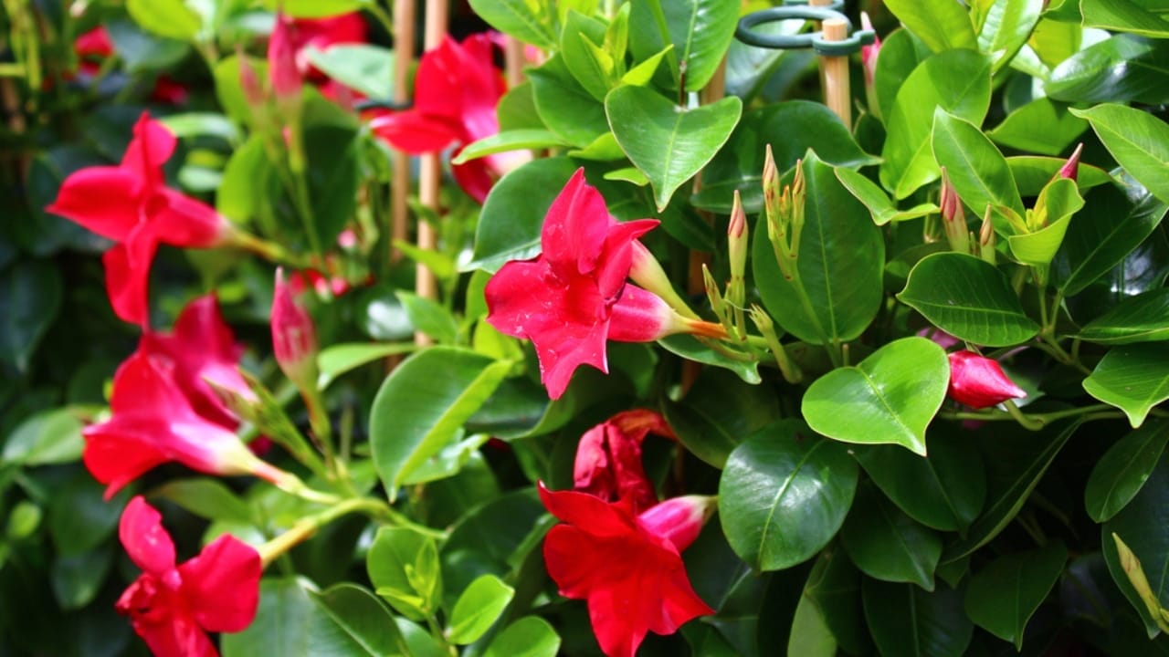 Growing Mandevilla Made Easy: Tips for Care & Maintenance 9 Growing Mandevilla Made Easy: Tips for Care & Maintenance - Dipladenia dp271992034