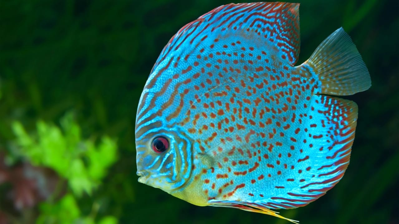 15 of the World's Prettiest Fish Species 4 15 of the World's Prettiest Fish Species - Discus Fish dp18465339