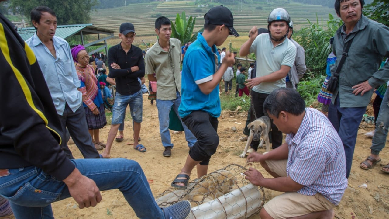 South Korea Votes to End Dog Meat Industry by 2027 with 500,000 Dogs for Rehoming 3 South Korea Votes to End Dog Meat Industry by 2027 with 500,000 Dogs for Rehoming - Dog meat trade ss1458523676