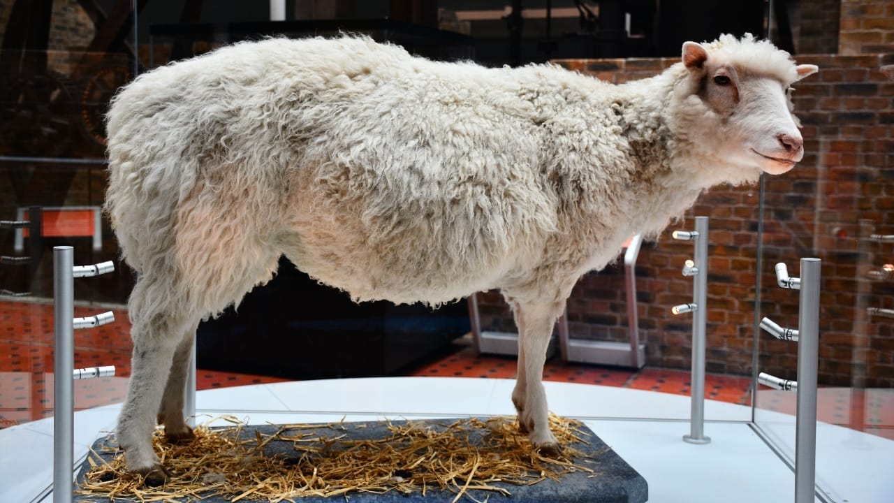 14 Wild Animals That Became Global Sensations 15 14 Wild Animals That Became Global Sensations - Dolly Sheep wc