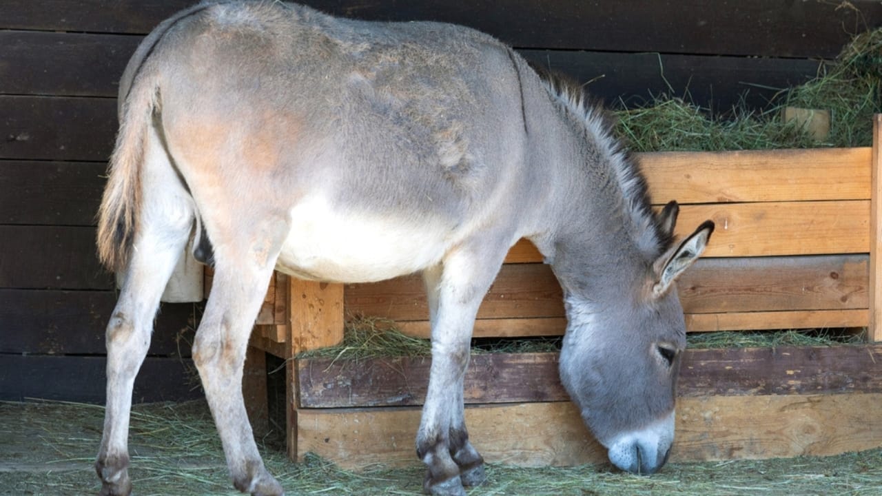 Meet the Stars of the Farm: 15 Animals Everyone’s Obsessed With 10 Meet the Stars of the Farm: 15 Animals Everyone’s Obsessed With - Donkey animals ss2463180017