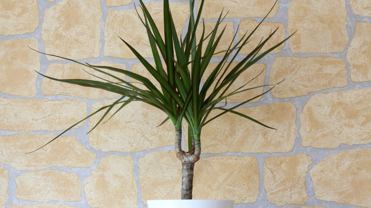 Forget Tiny Succulents— These 12 Big-Leaved Beauties are Taking Over Homes 12 Forget Tiny Succulents— These 12 Big-Leaved Beauties are Taking Over Homes - Dracaena marginata dp20197949