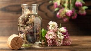 10 Health Perks of Red Clover for a Stronger You 1 10 Health Perks of Red Clover for a Stronger You - Dried Trifolium Pratense or Red Clover ss1562764522