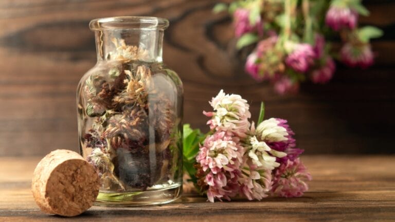 10 Health Perks of Red Clover for a Stronger You 4 10 Health Perks of Red Clover for a Stronger You - Dried Trifolium Pratense or Red Clover ss1562764522