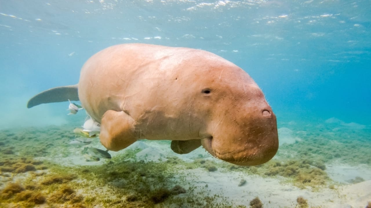 Lost Species: 8 Animals That Disappeared into Extinction in 2022 8 Lost Species: 8 Animals That Disappeared into Extinction in 2022 - Dugong ss2202553599