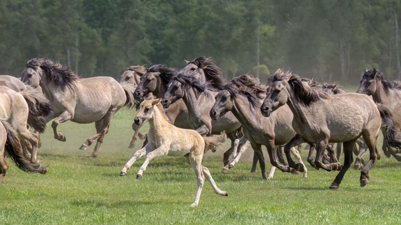 17 Breeds Dominating the Global Equestrian Scene That Makes Germany Proud 17 17 Breeds Dominating the Global Equestrian Scene That Makes Germany Proud - Dulmener Pony ss2464021039