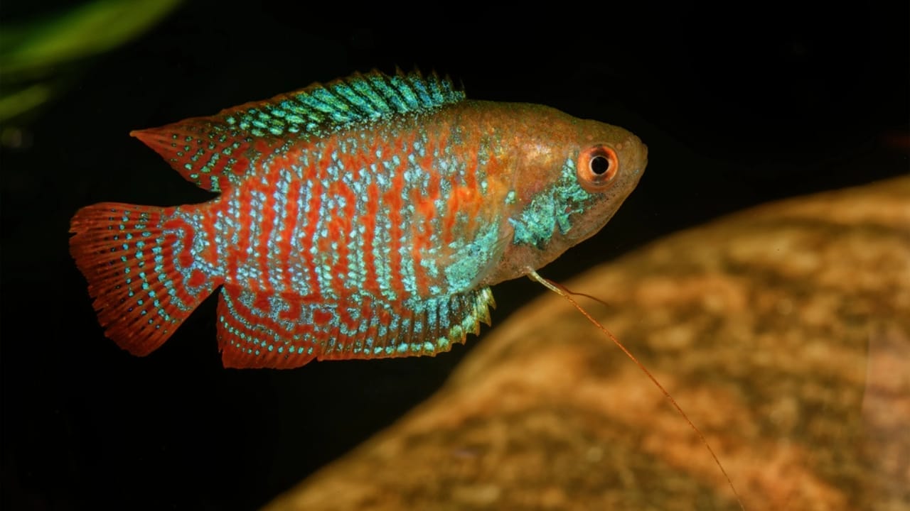 15 Coolest Aquarium Fish to Liven Up Your Tank 13 15 Coolest Aquarium Fish to Liven Up Your Tank - Dwarf Gourami dp109768248