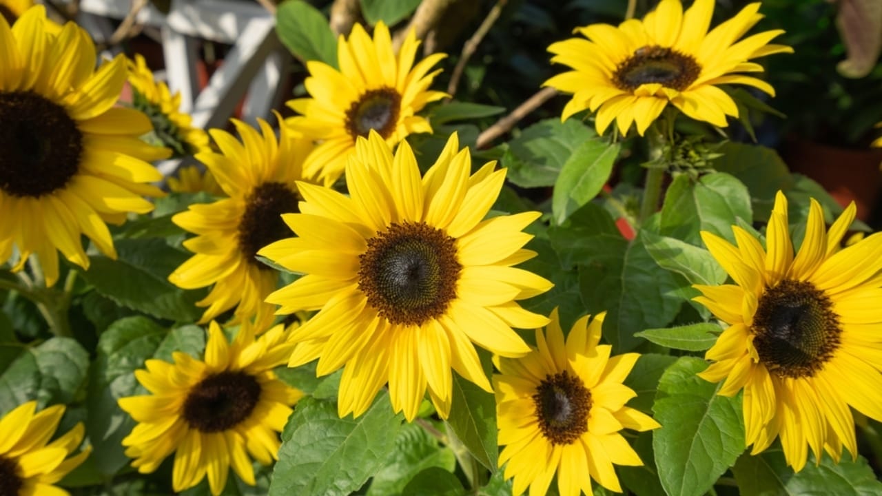 10 Sunflower Varieties Perfect for Attracting Birds to Your Garden 7 10 Sunflower Varieties Perfect for Attracting Birds to Your Garden - Dwarf Sunspot sunflower ss2264176281