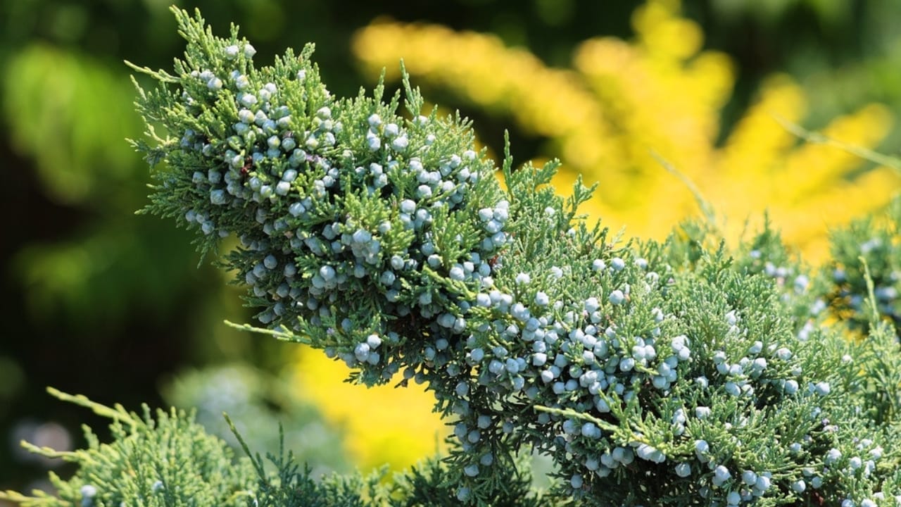 Small, Drought-Tolerant Trees: 15 Non-Invasive Picks for Your Yard 14 Small, Drought-Tolerant Trees: 15 Non-Invasive Picks for Your Yard - Eastern Red cedar ss2478736227