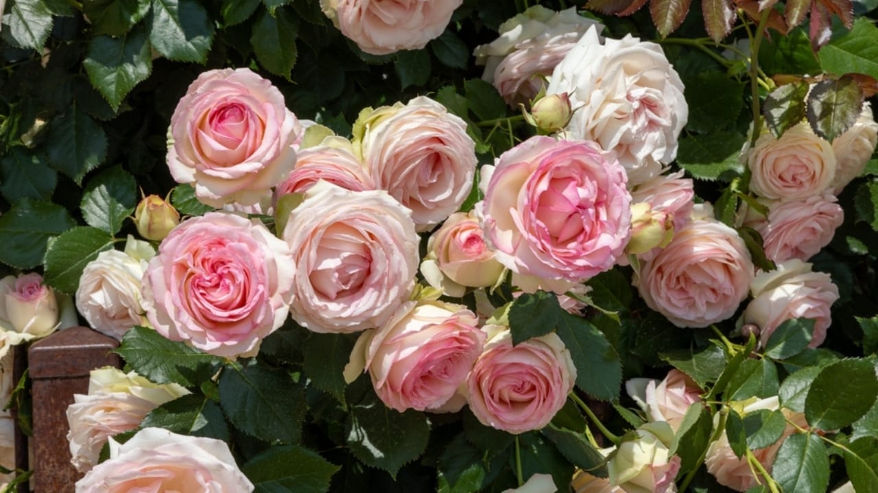 15 Enchanting Pink Rose Varieties to Elevate Your Garden 8 15 Enchanting Pink Rose Varieties to Elevate Your Garden - Eden Rose ss2438845927