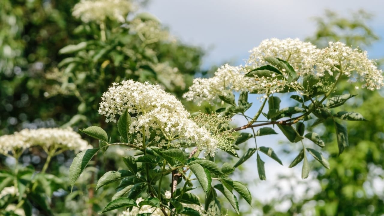 Want to Grow Elderberries? Here's How to Do It Right - Elderberries blush ss2415242853