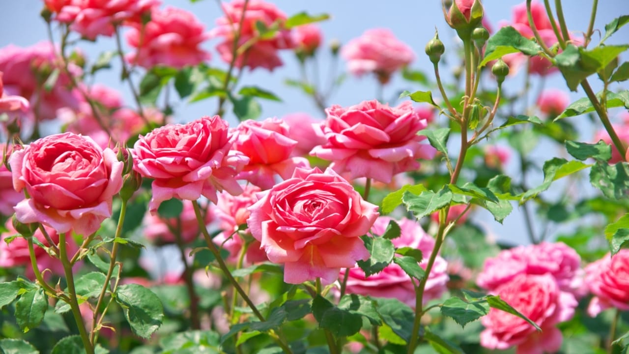 Awaken Your Senses with These 15 Flowers in Your Garden 4 Awaken Your Senses with These 15 Flowers in Your Garden - English roses garden in Sennan City Osaka Japan ss699639550