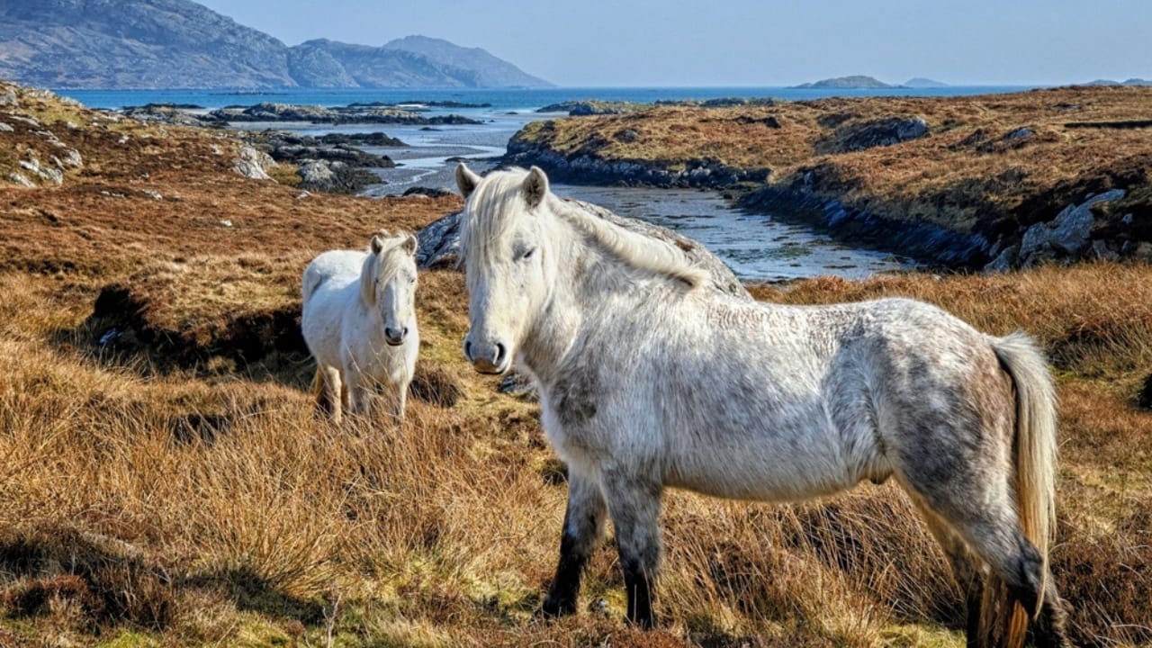 15 of the Rarest Horse Breeds You’ll Ever Encounter 16 15 of the Rarest Horse Breeds You’ll Ever Encounter - Eriskay Pony ss2214350483