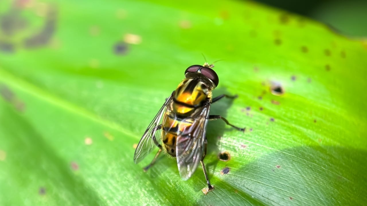 16 Animals the Bible Associates with Evil & Their Meanings 16 16 Animals the Bible Associates with Evil & Their Meanings - Eristalinus flies ss2506275981