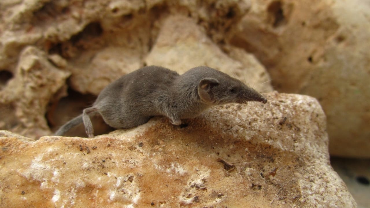 15 Miniature Animals That Prove Size Doesn't Matter When It Comes to Cuteness 15 15 Miniature Animals That Prove Size Doesn't Matter When It Comes to Cuteness - Etruscan Shrew dp359711406