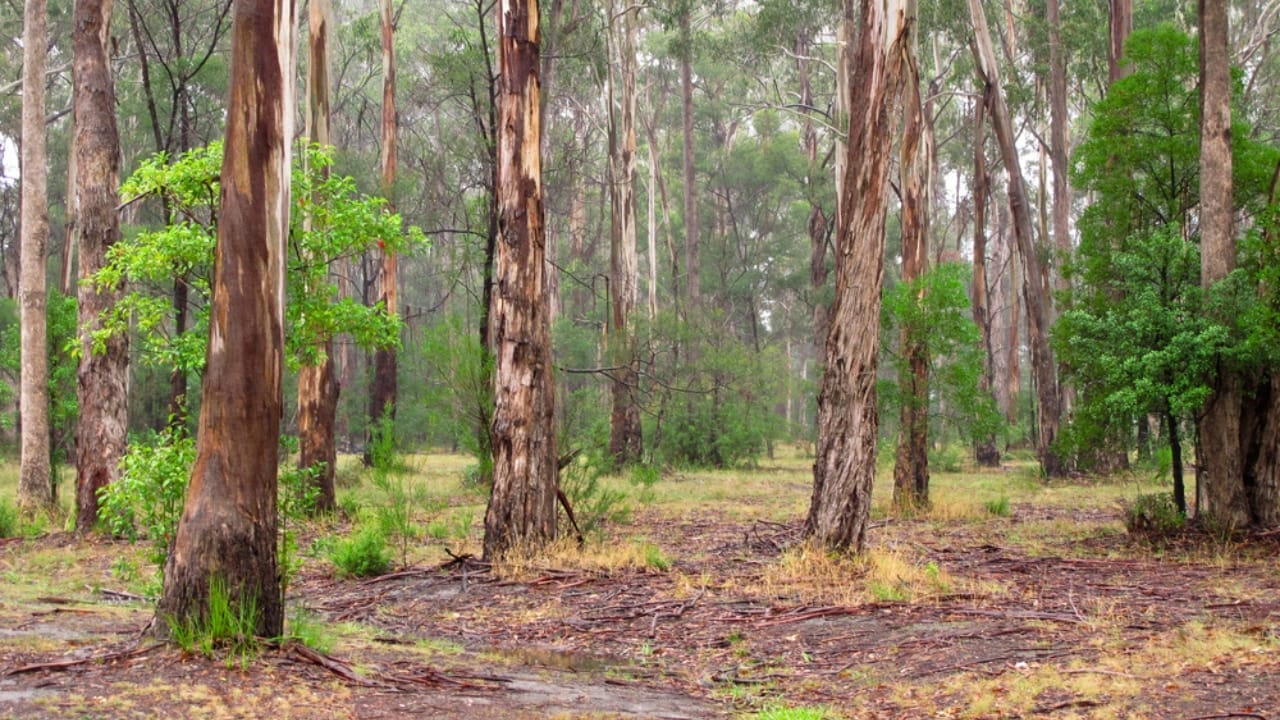 14 Ancient Forests That Were Here Long Before Homo sapiens 14 14 Ancient Forests That Were Here Long Before Homo sapiens - Eucalyptus Forest Australia dp5886738