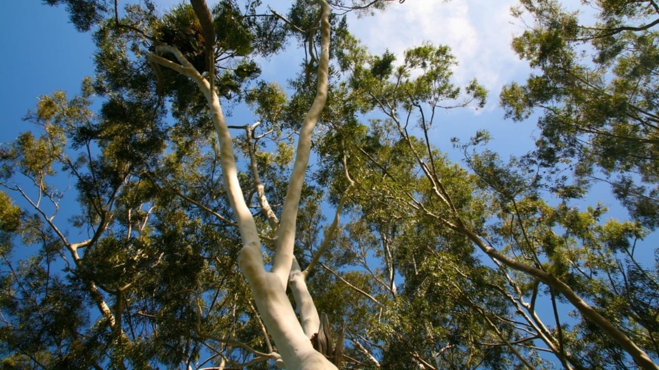 The World’s 14 Most Dangerous & Deadly Trees 16 The World’s 14 Most Dangerous & Deadly Trees - Eucalyptus Tree ss2440374893