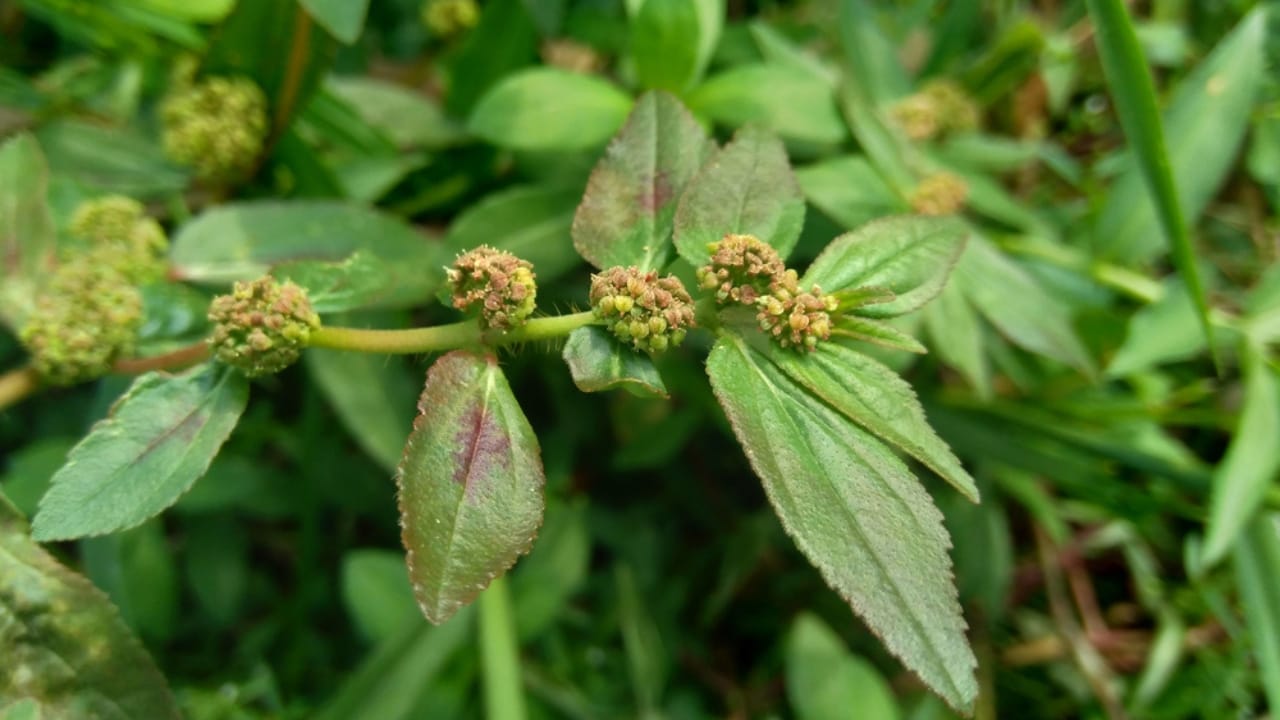 This Common Weed Could Be Nature's Most Powerful Cough Medicine 5 This Common Weed Could Be Nature's Most Powerful Cough Medicine - Euphorbia hirta ss1773200282