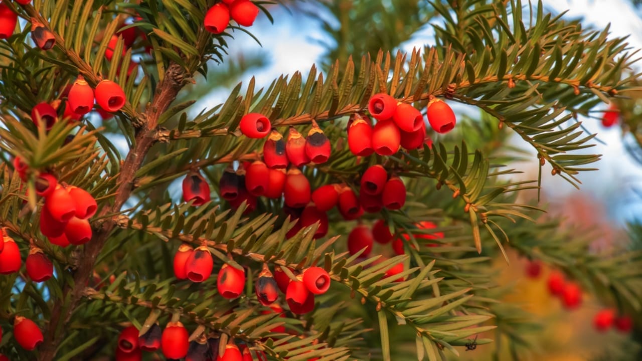 The World’s 14 Most Dangerous & Deadly Trees 9 The World’s 14 Most Dangerous & Deadly Trees - European Yew dp624925436