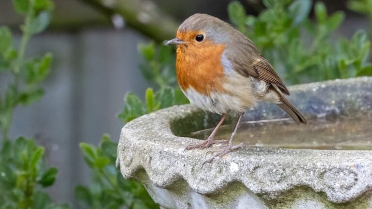 Robins Will Flock to Your Yard with This Type of Cherry Laurel Tree 7 Robins Will Flock to Your Yard with This Type of Cherry Laurel Tree - European robin at bird bath ss2364390467