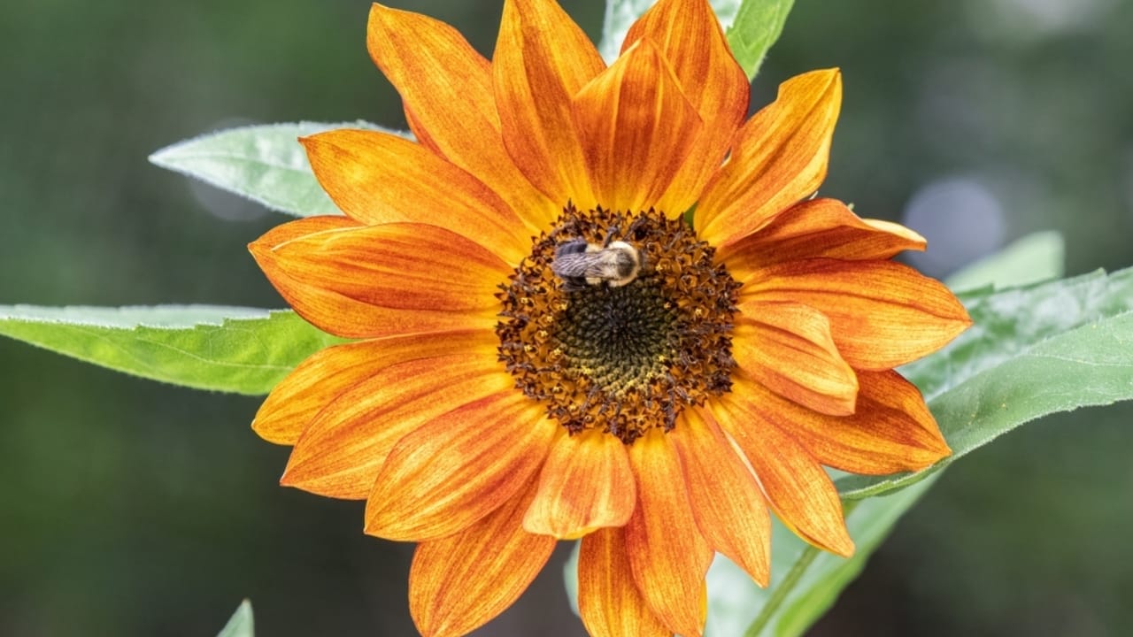 10 Sunflower Varieties Perfect for Attracting Birds to Your Garden 8 10 Sunflower Varieties Perfect for Attracting Birds to Your Garden - Evening Sun sunflower ss2210497639