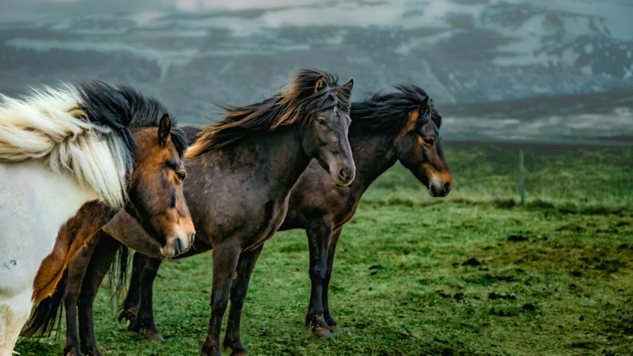 11 Facts About the Faroese Horse, One of the Rarest Breeds in the World 4 11 Facts About the Faroese Horse, One of the Rarest Breeds in the World - Faroese Horses dp536501292