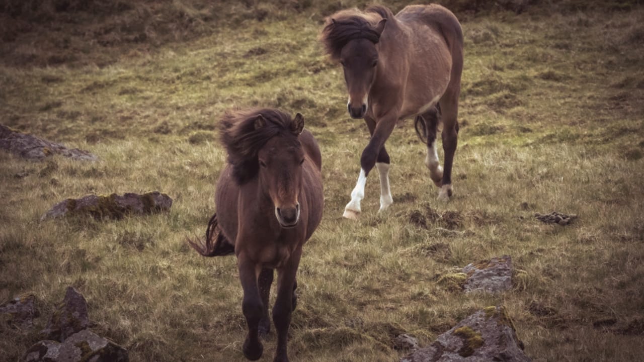11 Facts About the Faroese Horse, One of the Rarest Breeds in the World 12 11 Facts About the Faroese Horse, One of the Rarest Breeds in the World - Faroese horses ss1246129960
