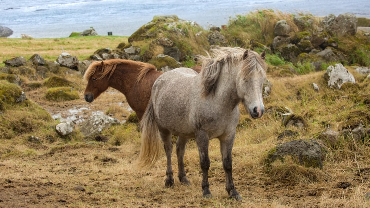 11 Facts About the Faroese Horse, One of the Rarest Breeds in the World 11 11 Facts About the Faroese Horse, One of the Rarest Breeds in the World - Faroese horses ss1722140017