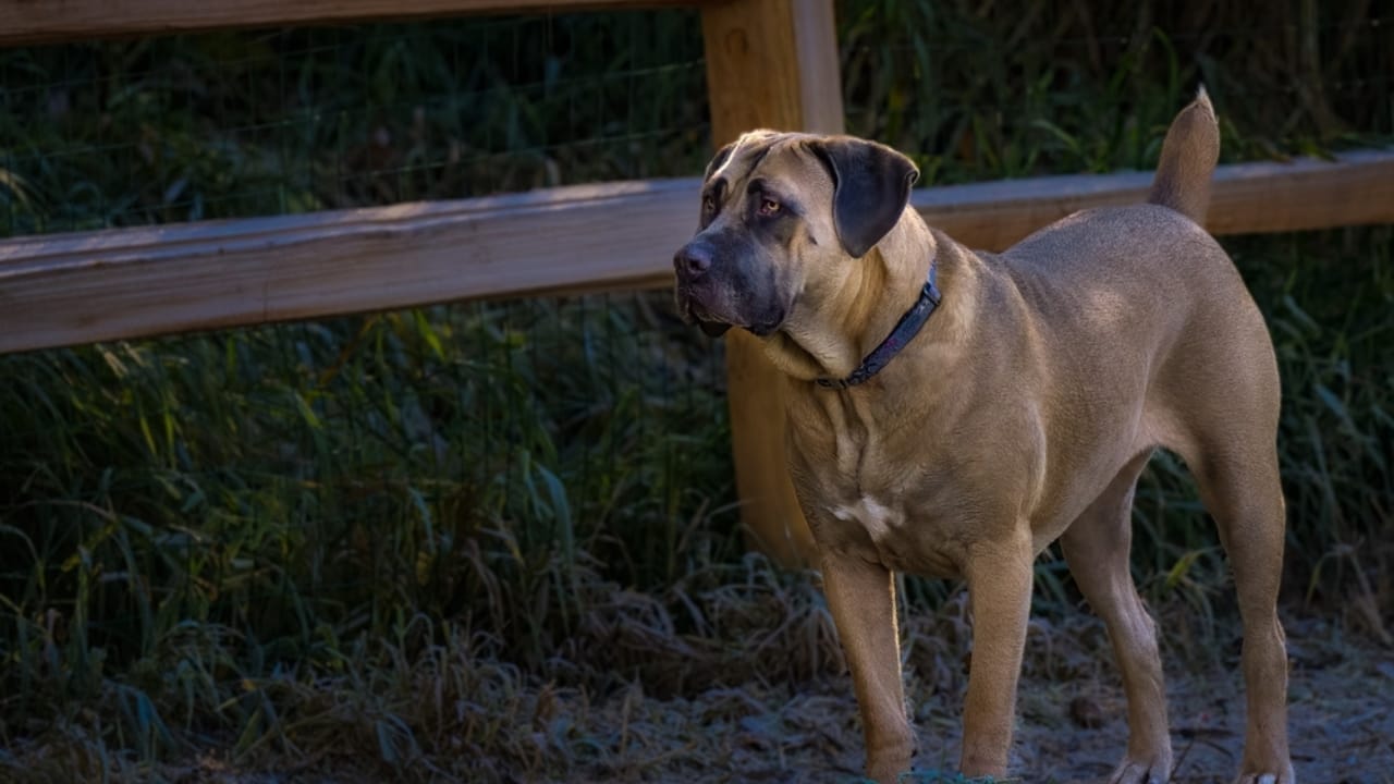 7 Cane Corso Colors That Hold More Meaning Than You Think 4 7 Cane Corso Colors That Hold More Meaning Than You Think - Fawn Cane Corso ss2225621849