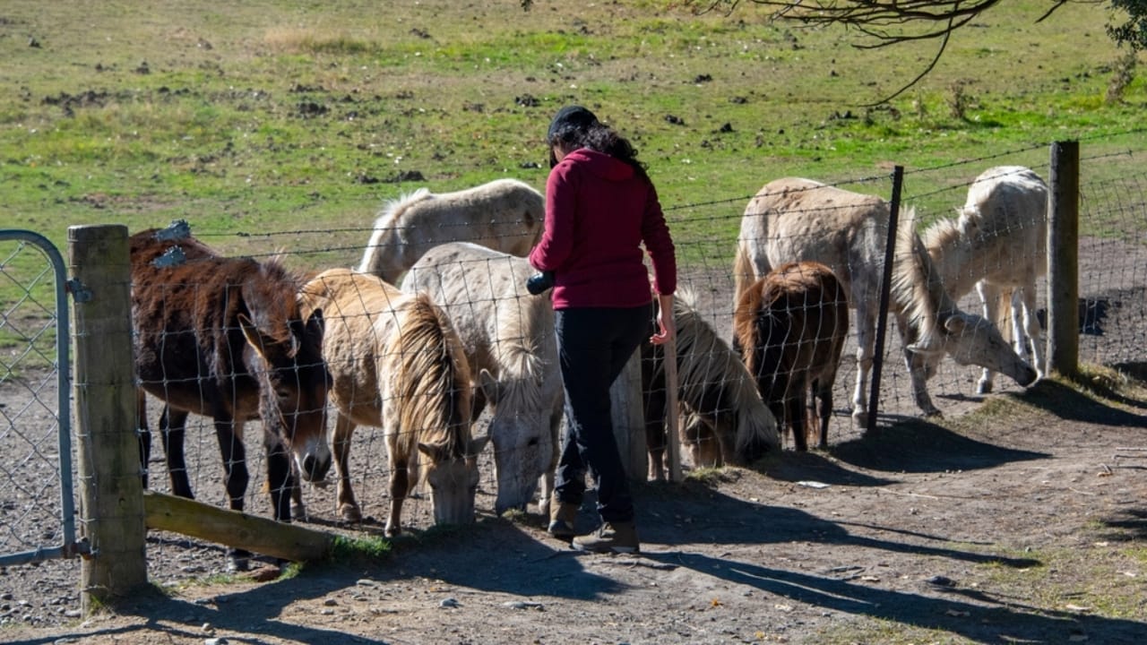 Bridling Beliefs: How Owners’ Views Impact the Welfare of Working Horses 6 Bridling Beliefs: How Owners’ Views Impact the Welfare of Working Horses - Feeding a miniature horse ss2490672235