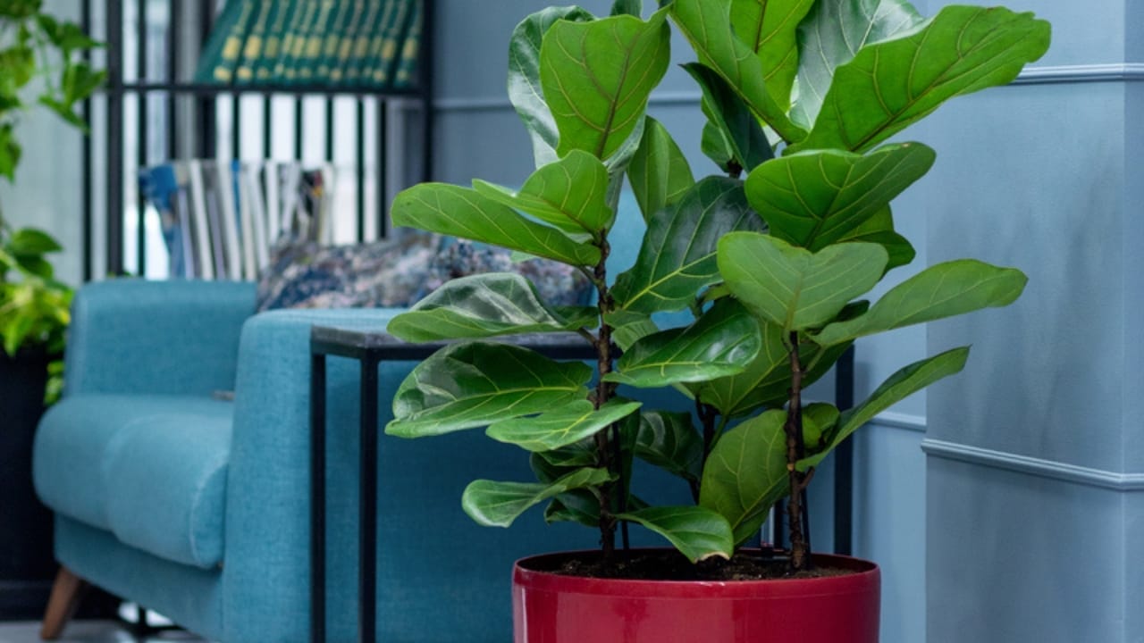 Forget Tiny Succulents— These 12 Big-Leaved Beauties are Taking Over Homes 11 Forget Tiny Succulents— These 12 Big-Leaved Beauties are Taking Over Homes - Ficus audrey dp391204106