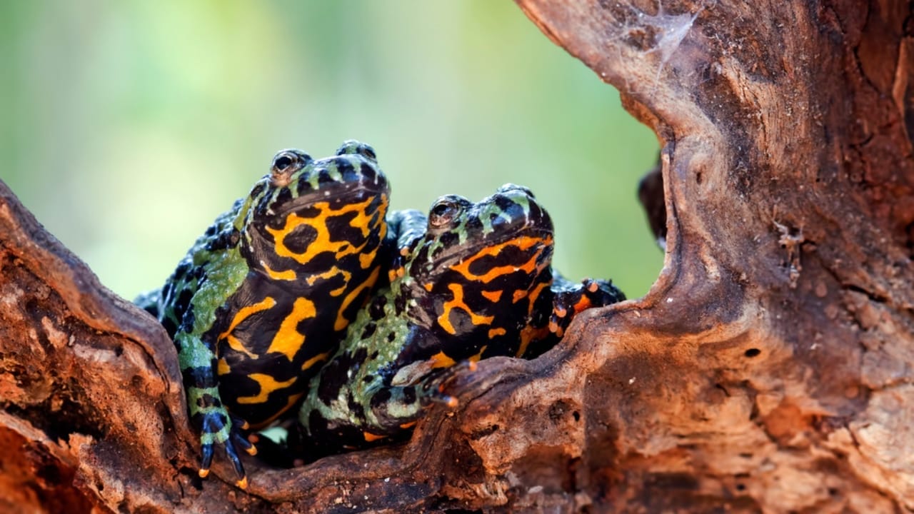 30 Unique Non-Fish Pets to Bring Life to Your Home Aquarium 7 30 Unique Non-Fish Pets to Bring Life to Your Home Aquarium - Fire Bellied Toad ss1764021797