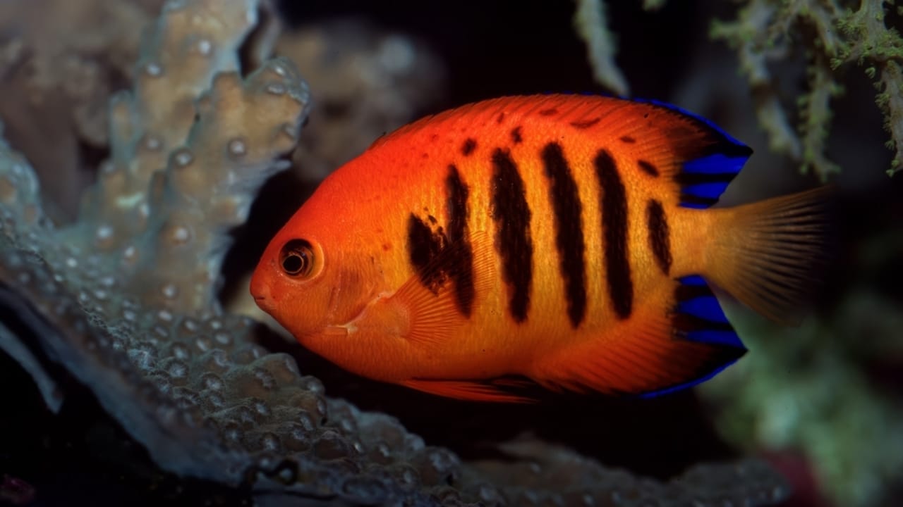 15 of the World's Prettiest Fish Species 11 15 of the World's Prettiest Fish Species - Flame Angelfish ss2486134033