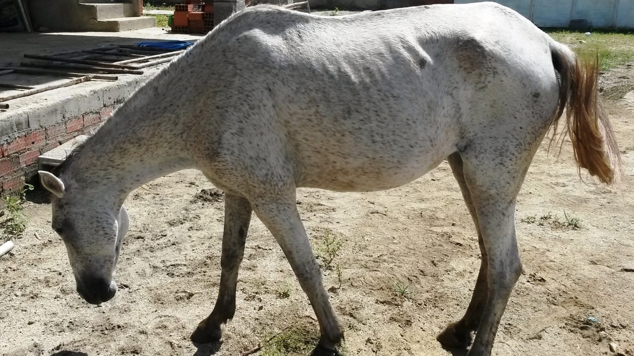 A Closer Look at Horse Colors: From Uncommon Shades to Everyday Favorites - Flea bitten Gray wc