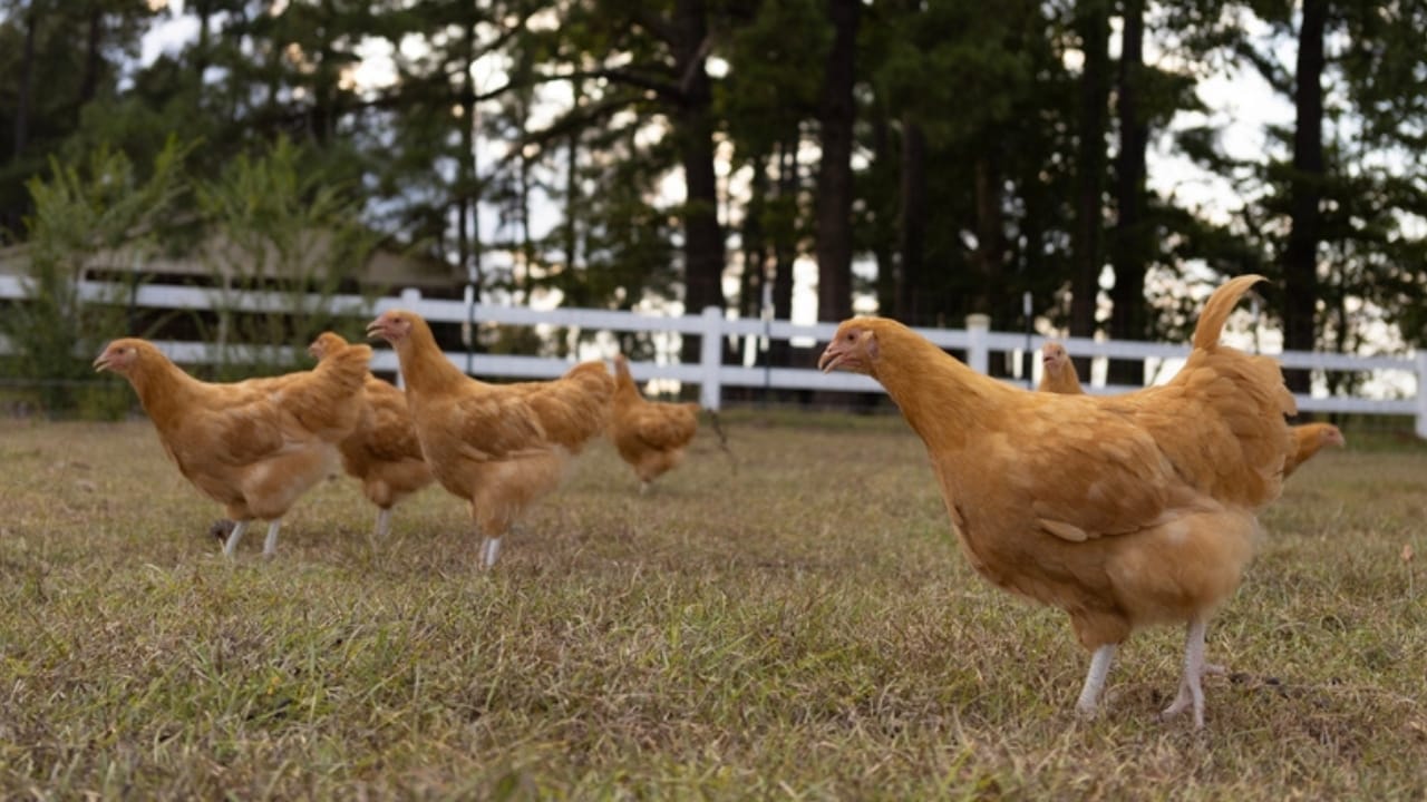 10 Fluffy Chicken Breeds So Cute, You’ll Want to Start a Coop Today 8 10 Fluffy Chicken Breeds So Cute, You’ll Want to Start a Coop Today - Flock of buff Orpington chicken pullets ss2492505073