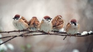 Make Your Backyard Irresistible to Sparrows with Native Plants 1 Make Your Backyard Irresistible to Sparrows with Native Plants - Flock of small bird sparrow ss1884532468