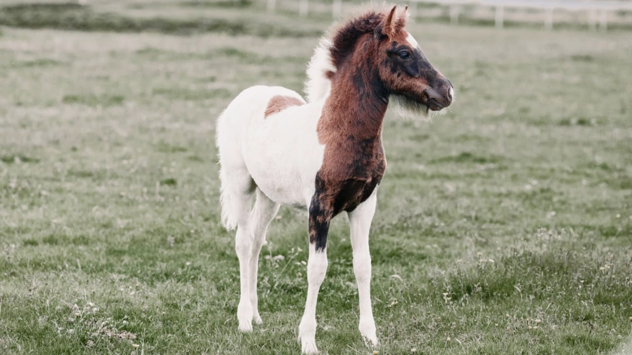 50+ Horse Terms & Slang Every Equestrian Should Know 9 50+ Horse Terms & Slang Every Equestrian Should Know - Foal dp187663918